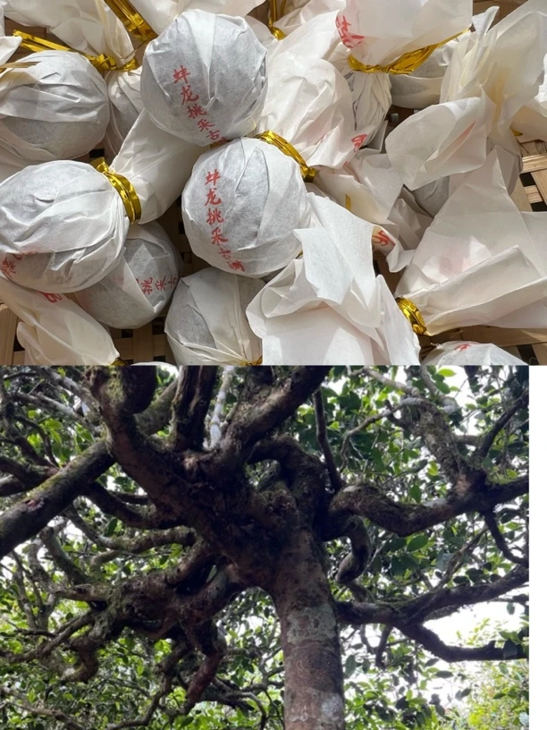 2025头春头采《蚌龙2000海拔以上挑采古树》龙珠