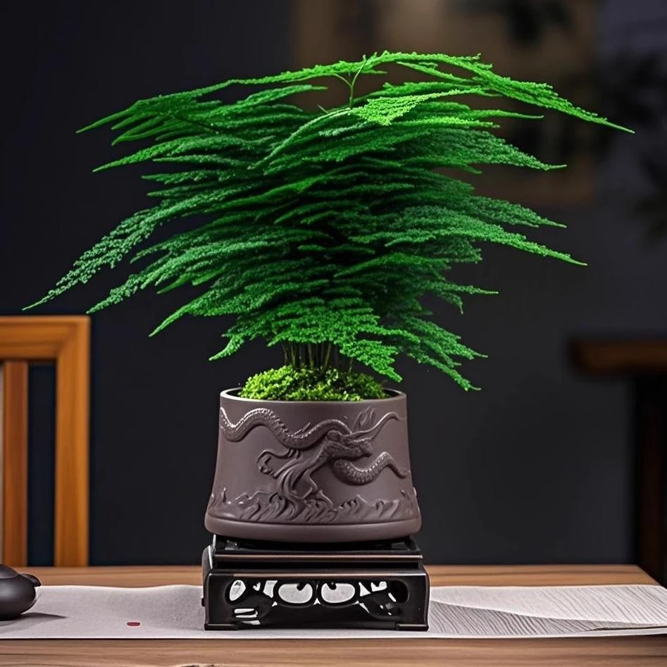 文竹盆栽室内办公室水培绿植客厅桌面四季好养四季常青小赤楠盆景