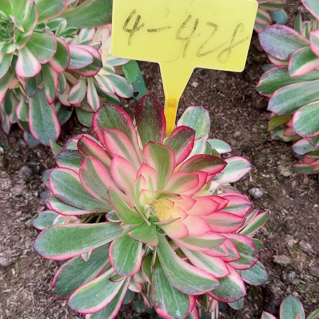 4-428---多头多肉植物