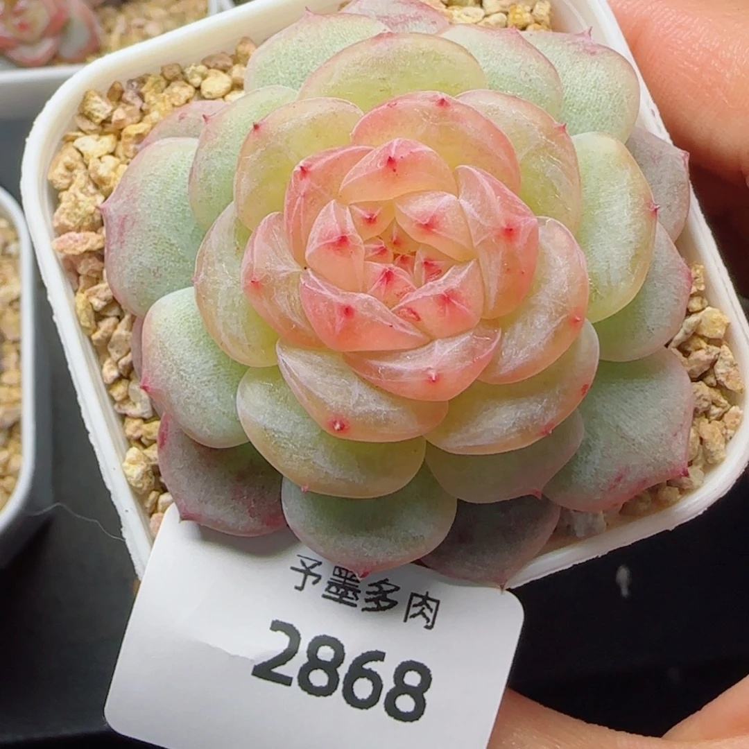 白玉珍妮，2868多肉植物
