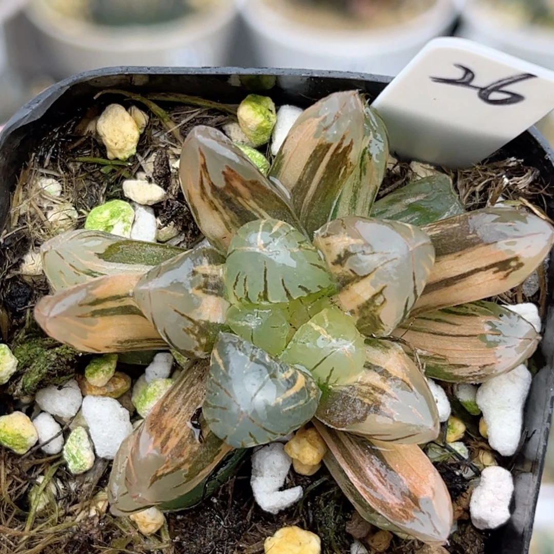 26老川灯芯玉露锦福利专场