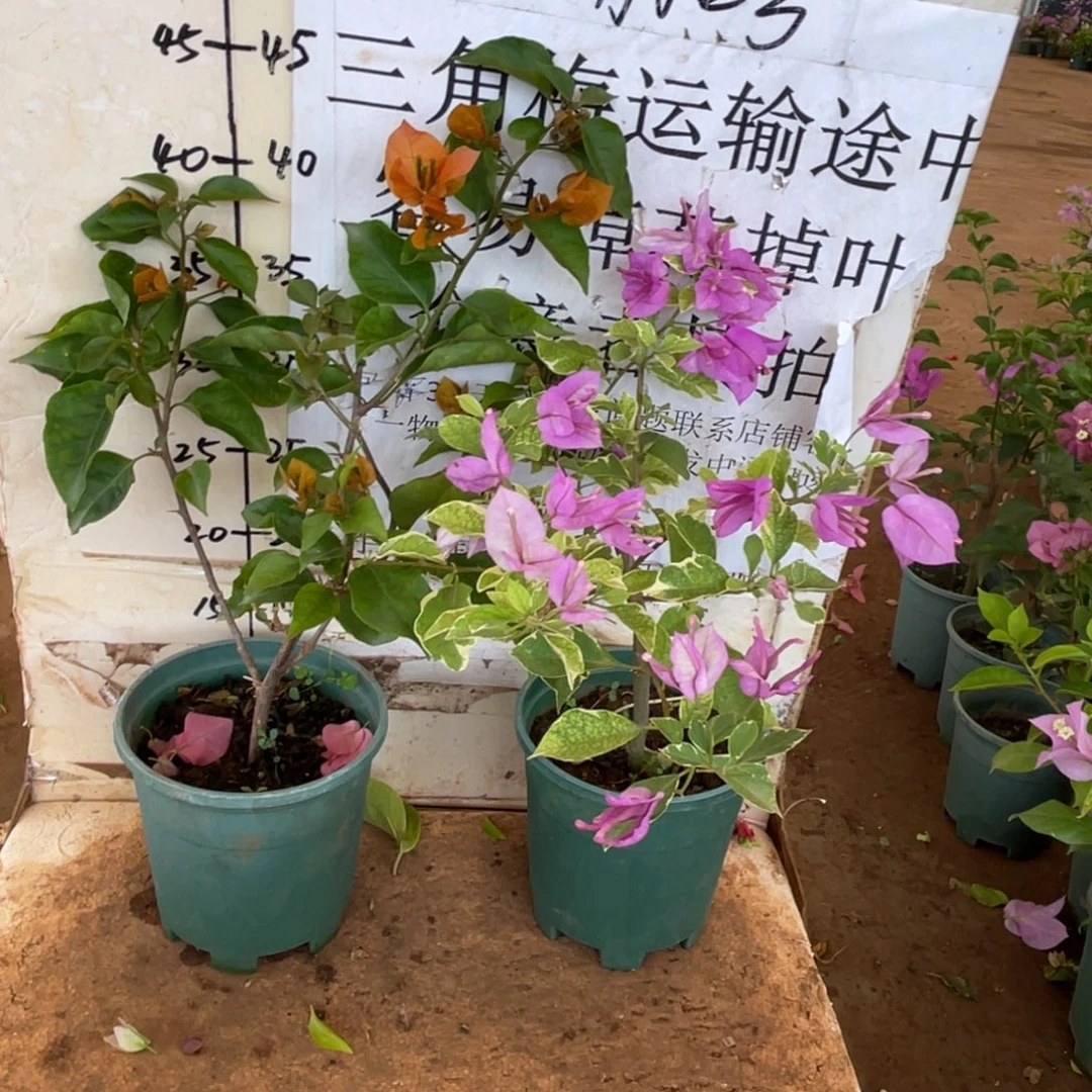 无***姐当前无花栽培后可以开花8-1210
