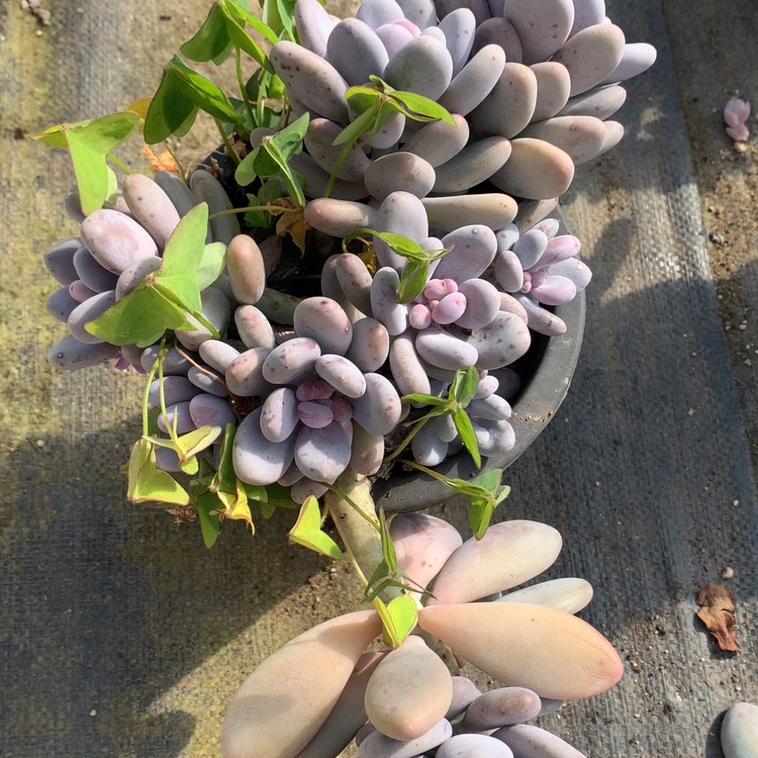 桃美人多肉一物一拍