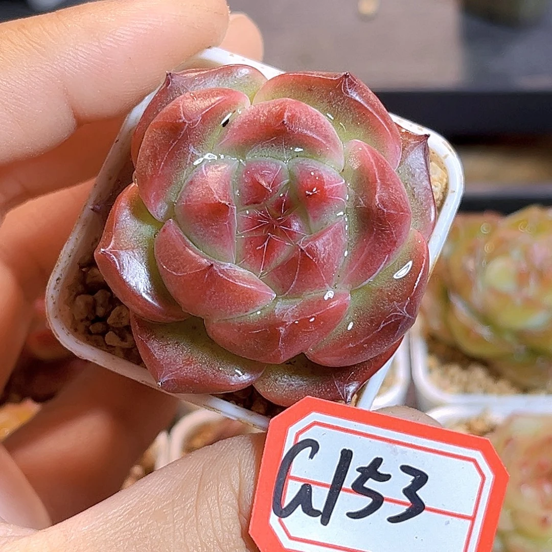 G153 一物一拍多肉 孤品
