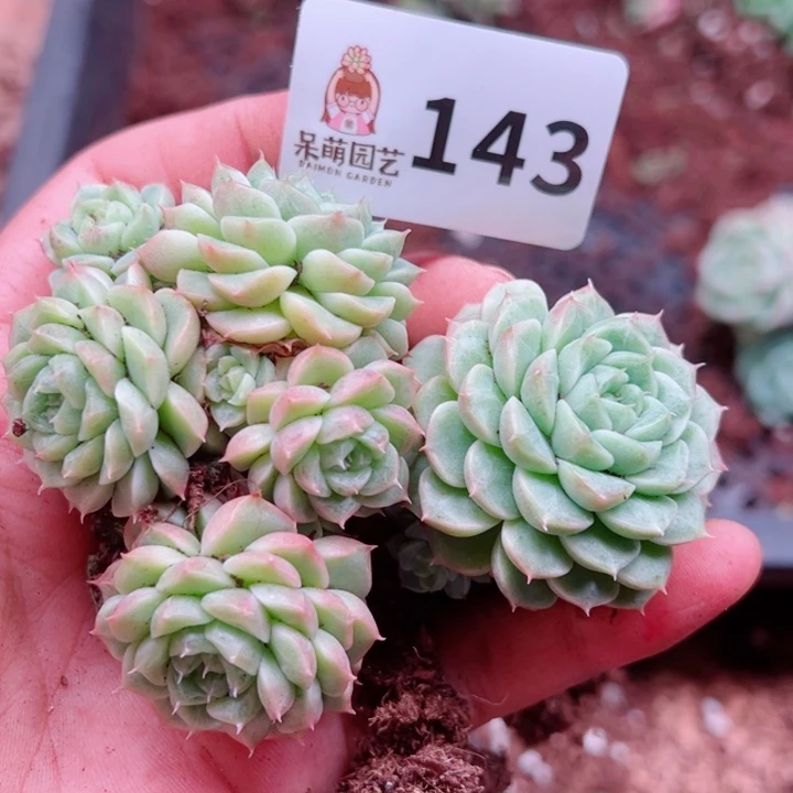 多肉植物多肉植物