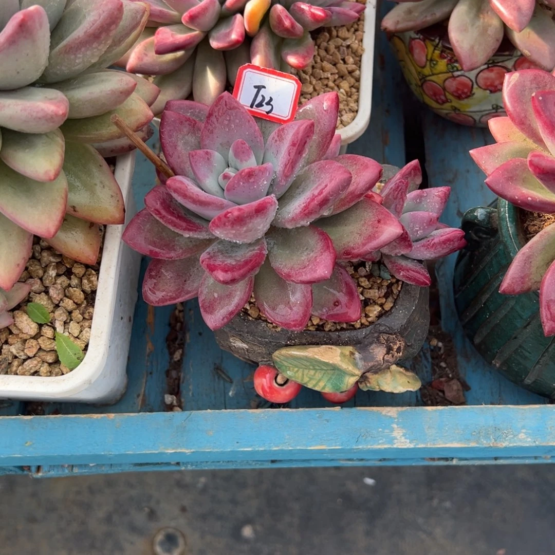 白***莲精品多肉植物老桩