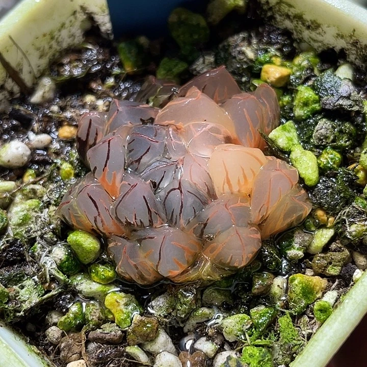 700水中月锦特选福利