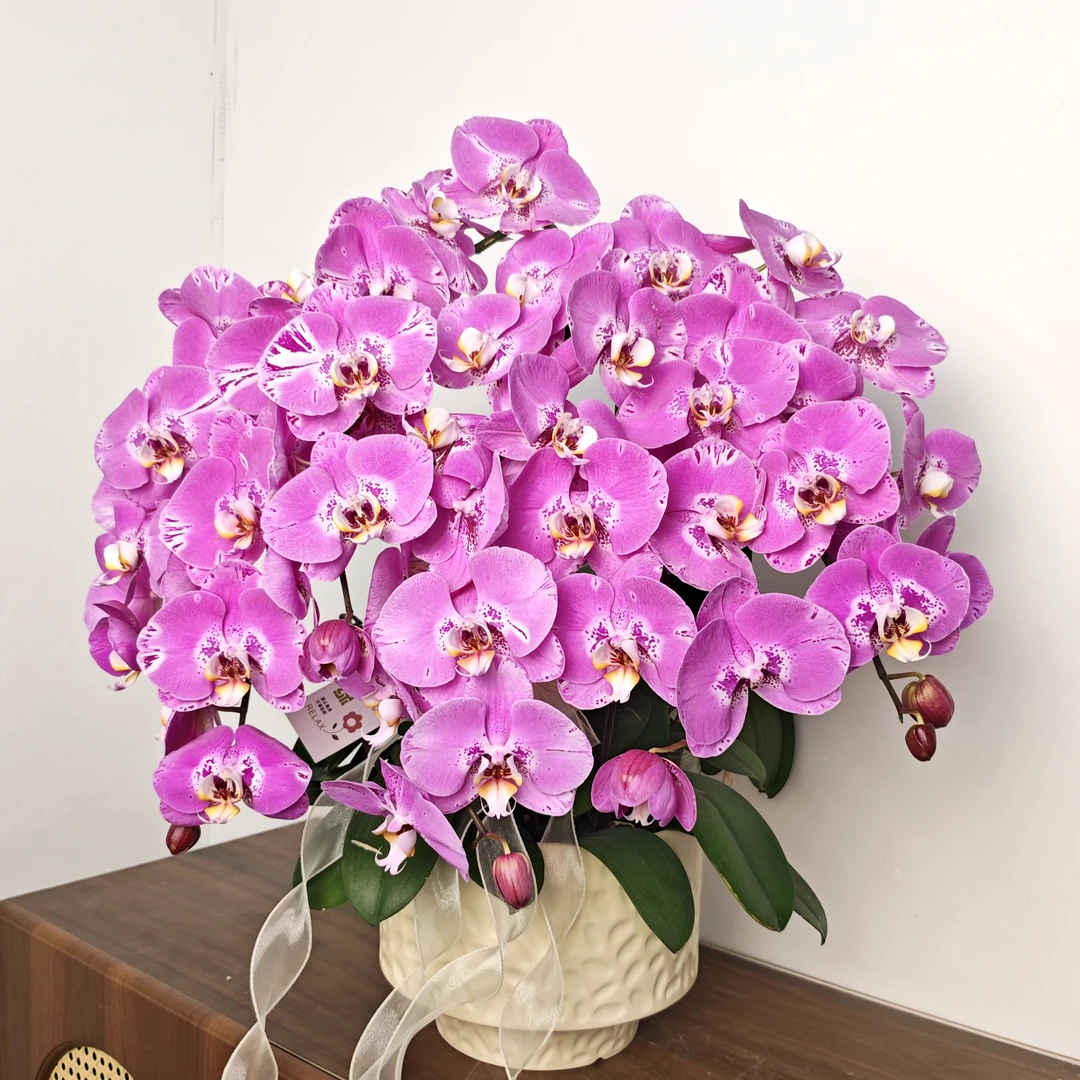 【藏宝图】经典紫色系蝴蝶兰 稀有品种 长花期 中大花