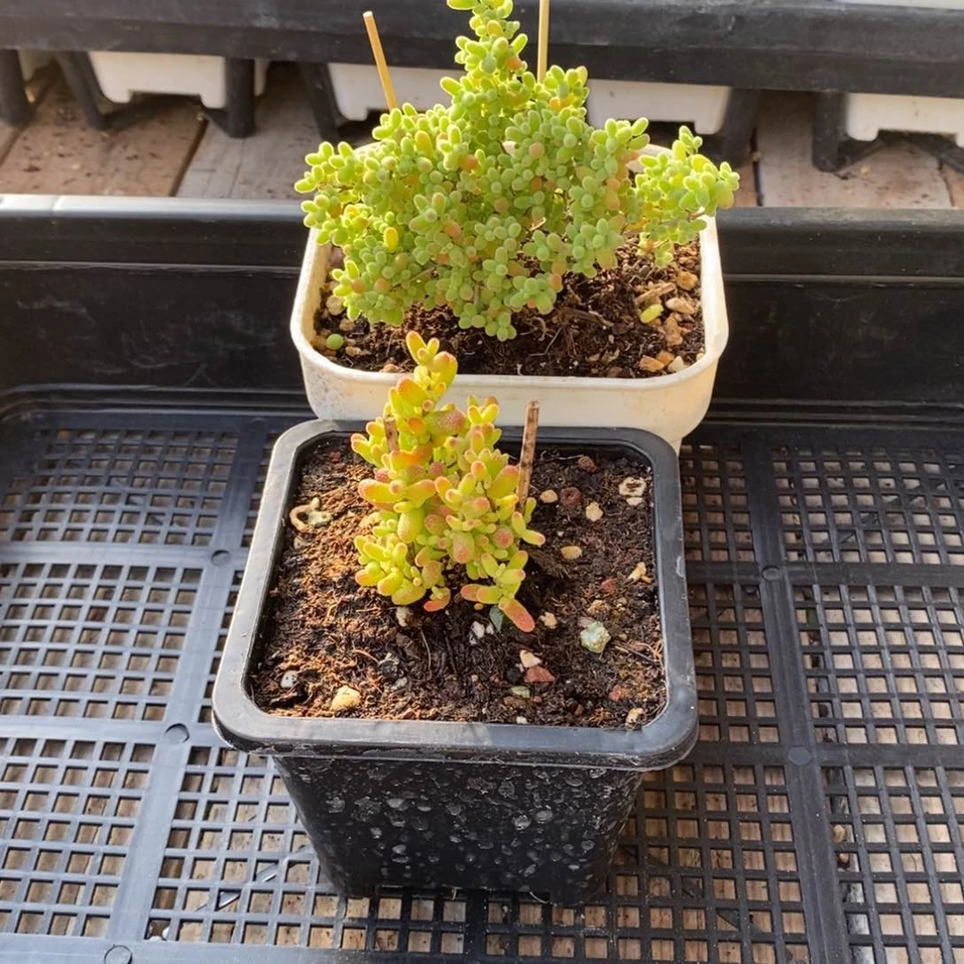 枝干番杏多肉植物006