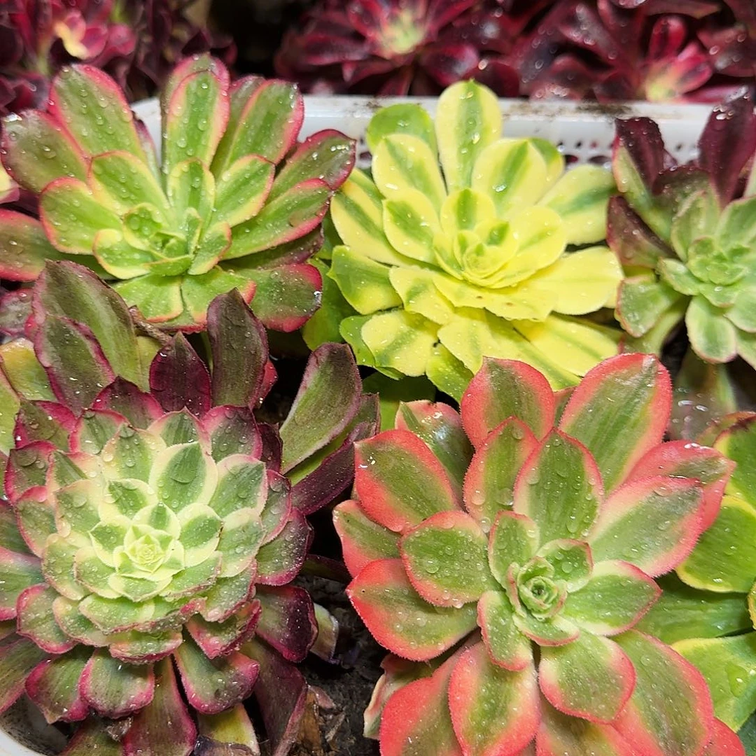 8棵不同品种主头8-15公分标准发货