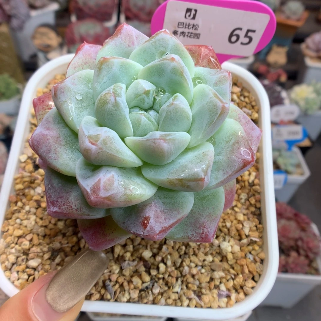 65冰玉石化大粗腿