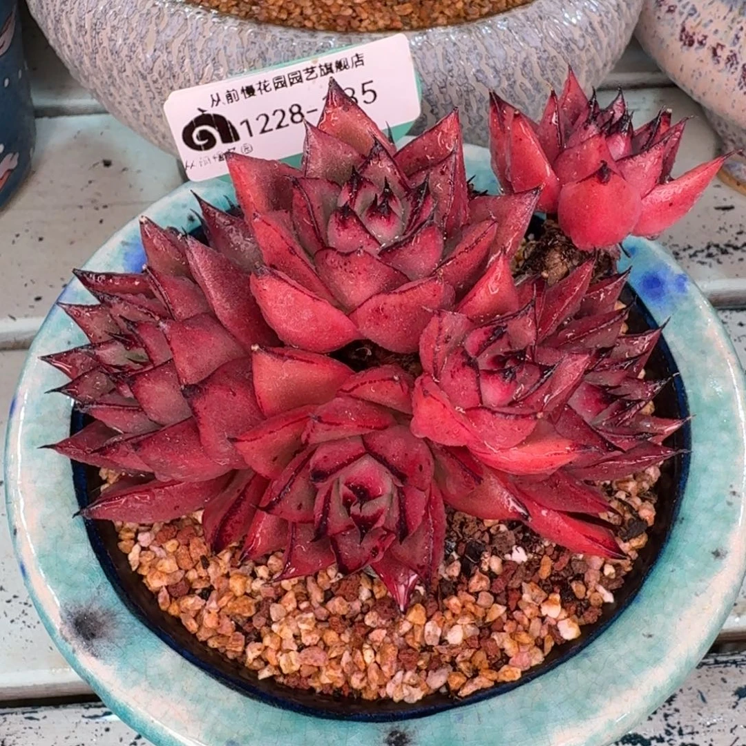 从前慢多肉精选编号1228.135