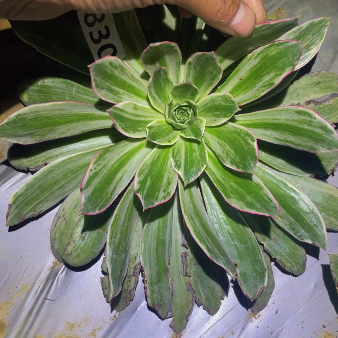 白帝城多肉植物多肉830