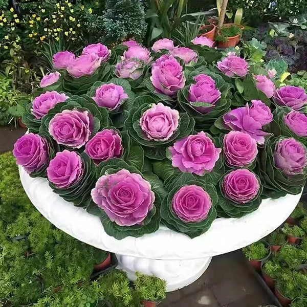 绿植盆栽室内办公室绿植羽衣甘蓝秧苗鲁西露炫彩玫瑰姐姐