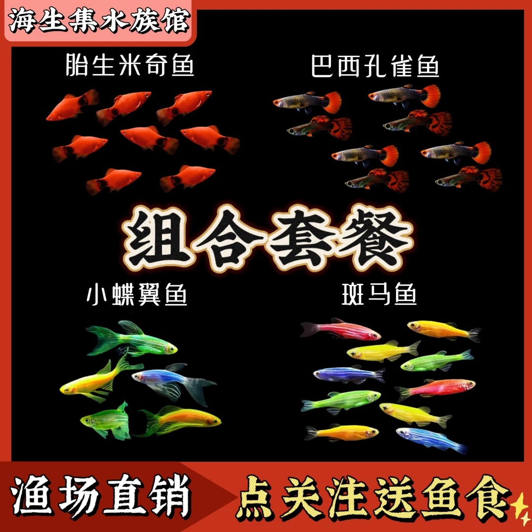 【福利】孔雀鱼+斑马+米奇+蝶翼组合观赏鱼混养热带淡水小型鱼