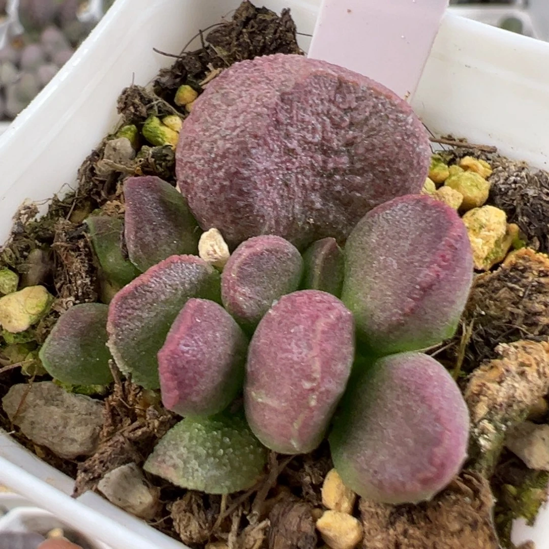 w夏娃多肉植物水泡