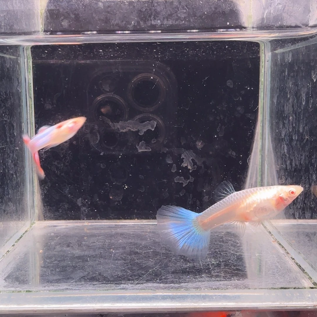 孔雀鱼天使彩虹1对