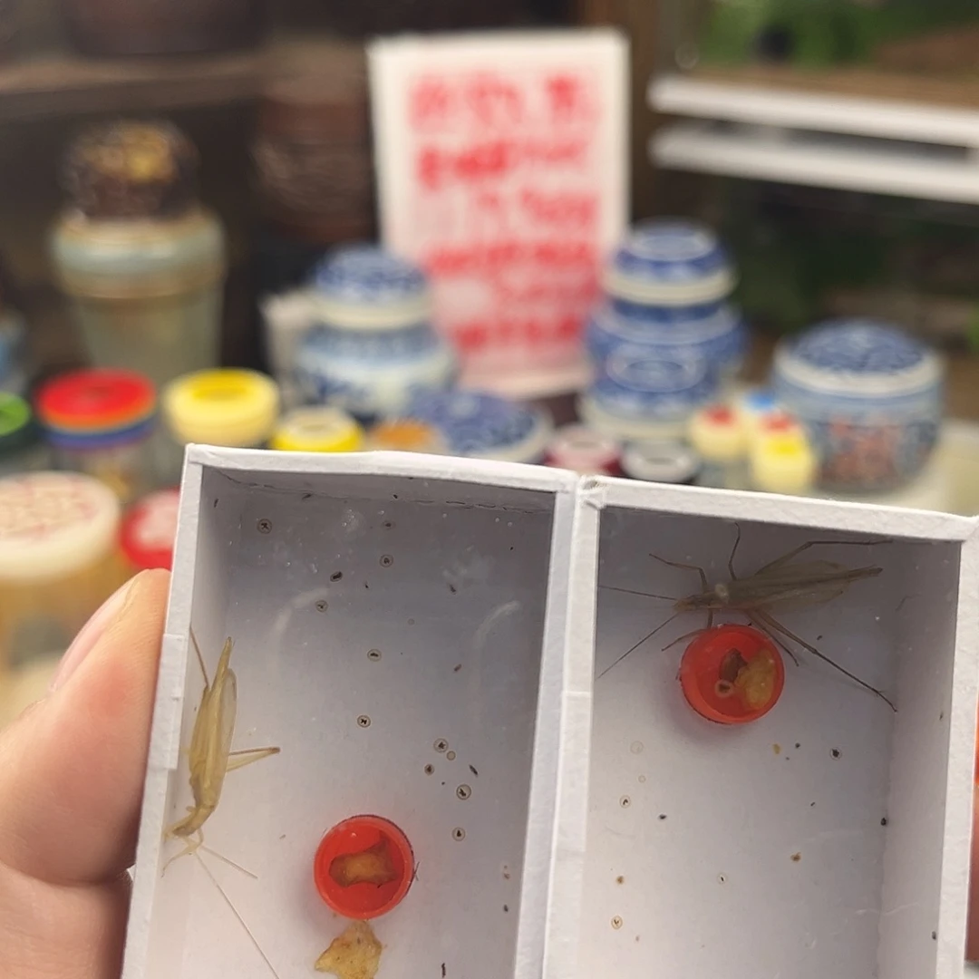 格***爸六条断须柬埔寨竹蛉