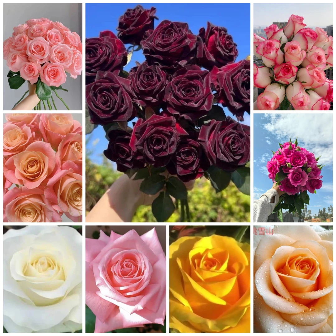 【精品月季一物一拍下单备注】阳台庭院好养护抗病性强花卉绿植月季