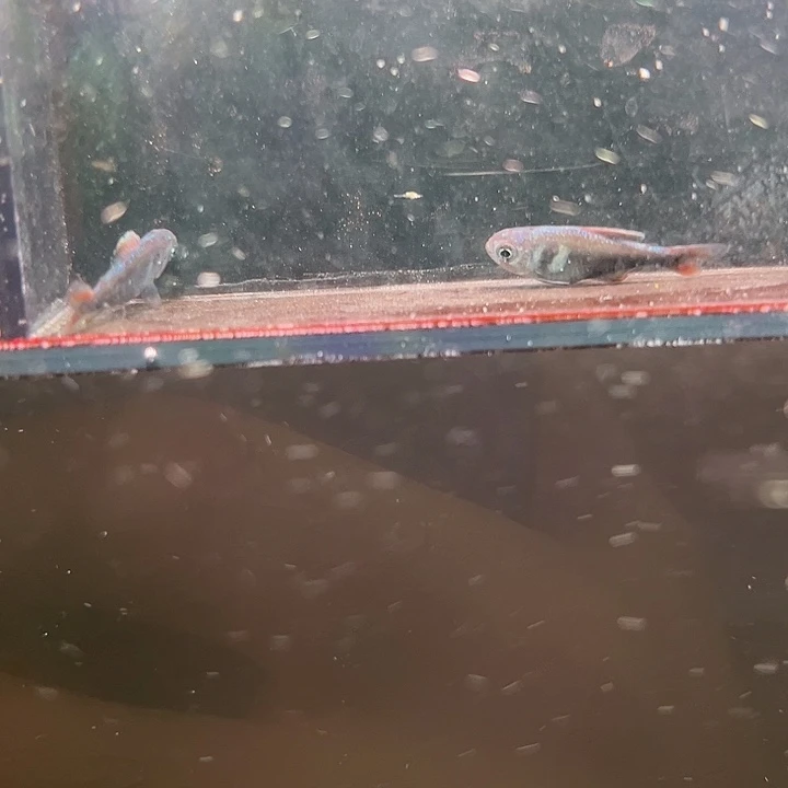 灯科鱼粉色牌2号 钴蓝2只