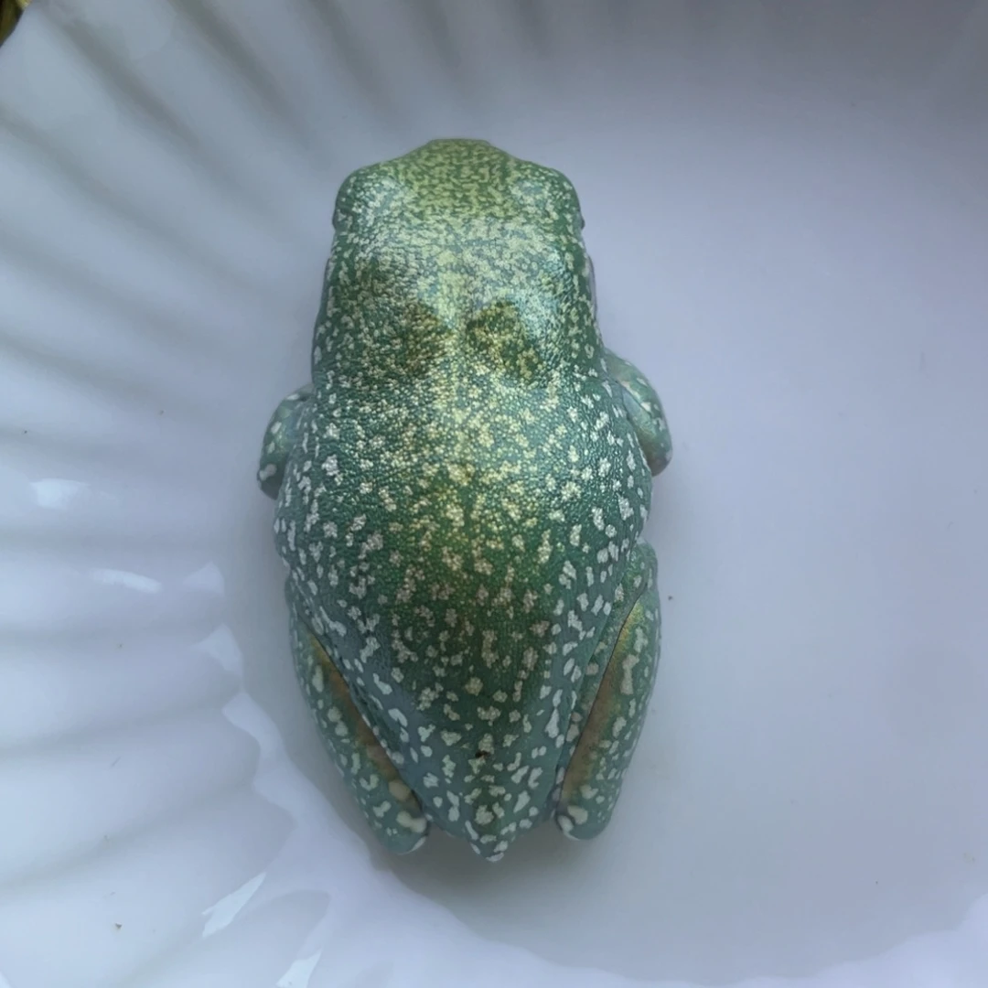 老爷树蛙澳蓝大金蜜80号，买一送一