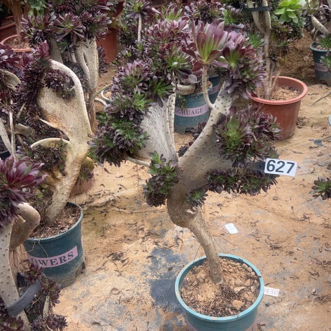 黑缀有大伤627高度48