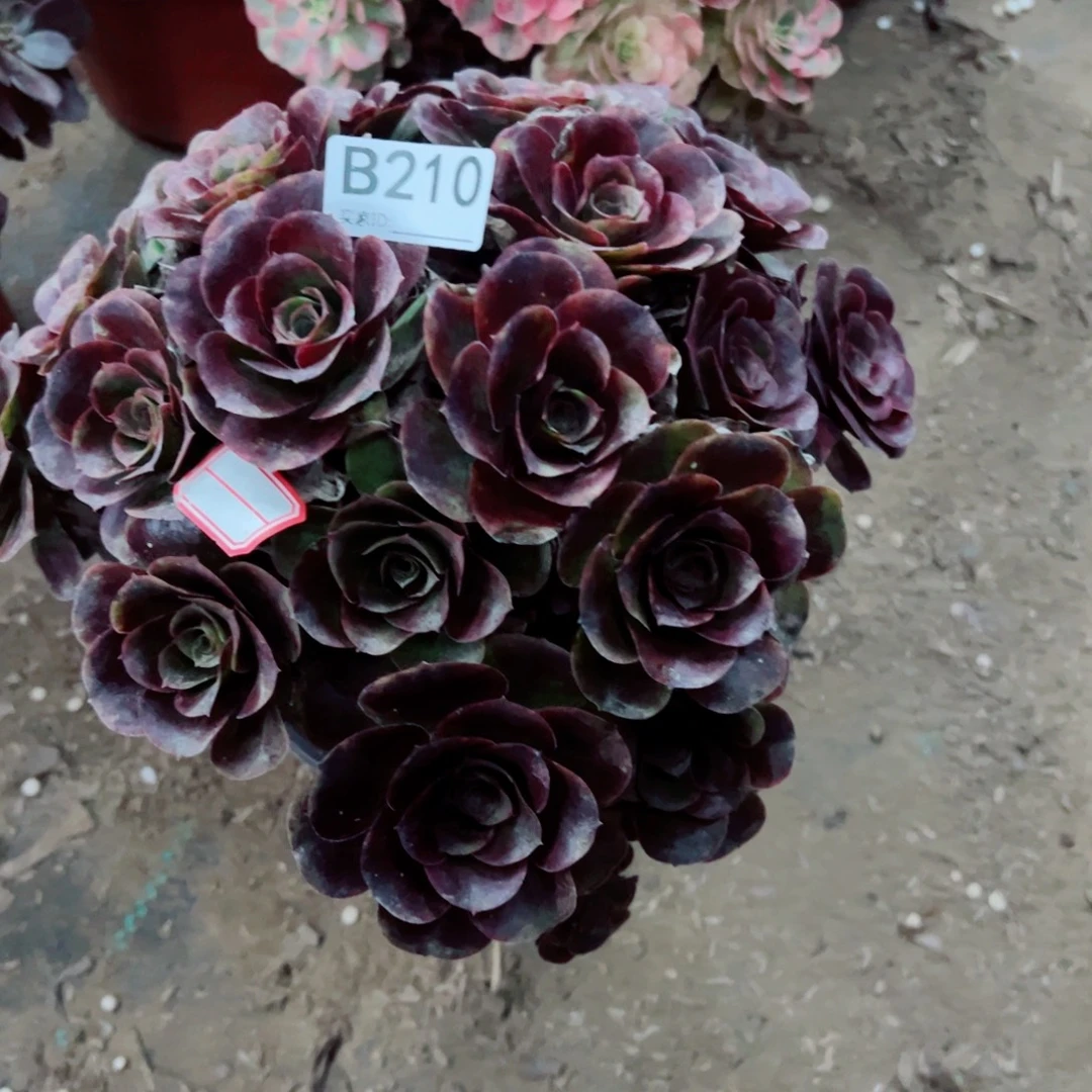 210玫金玫瑰多肉植物