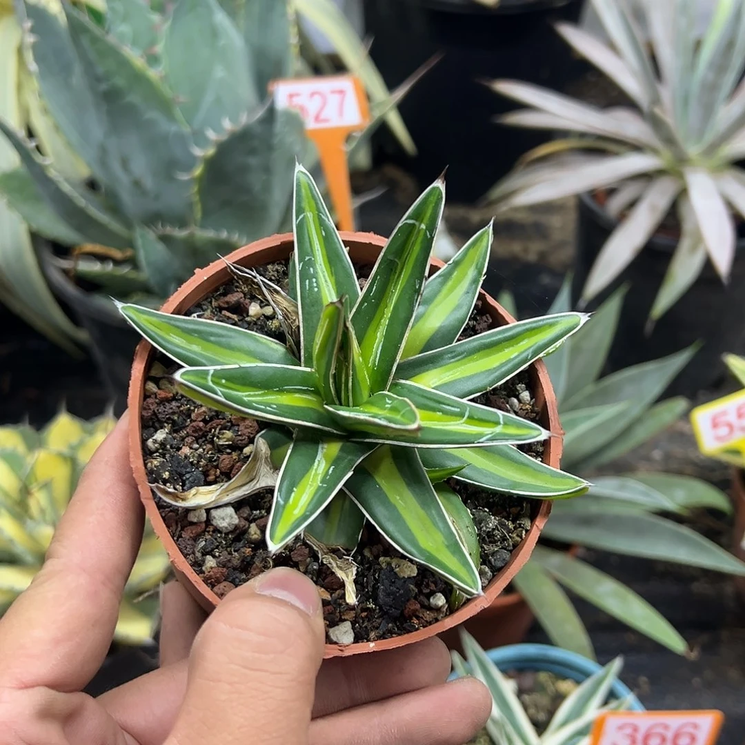 达摩世之雪龙舌兰