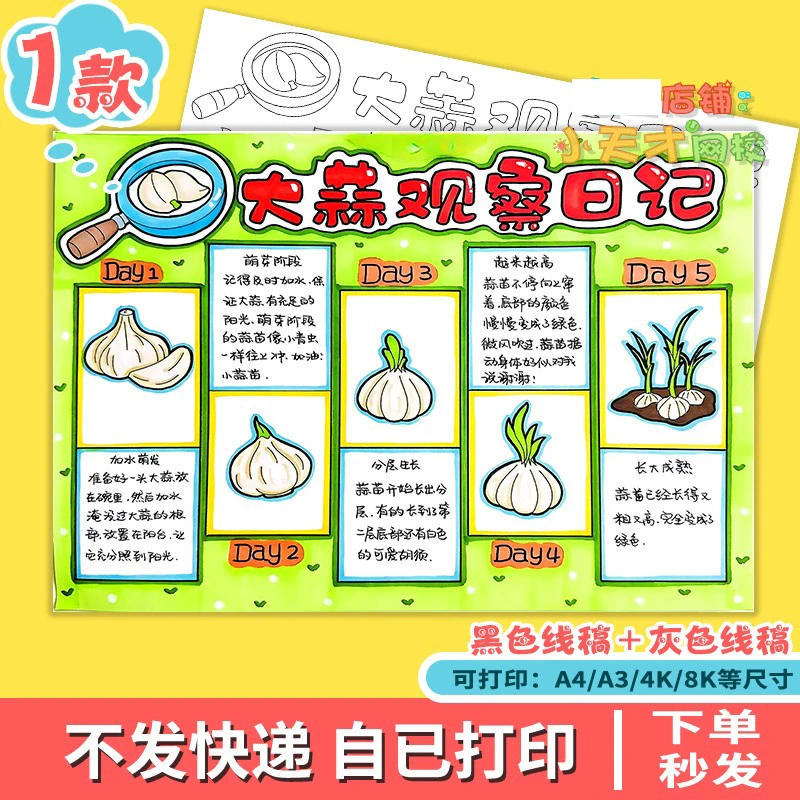 大蒜生长记手抄报电子版小学生观察记录植物蔬菜生长记录日记t790