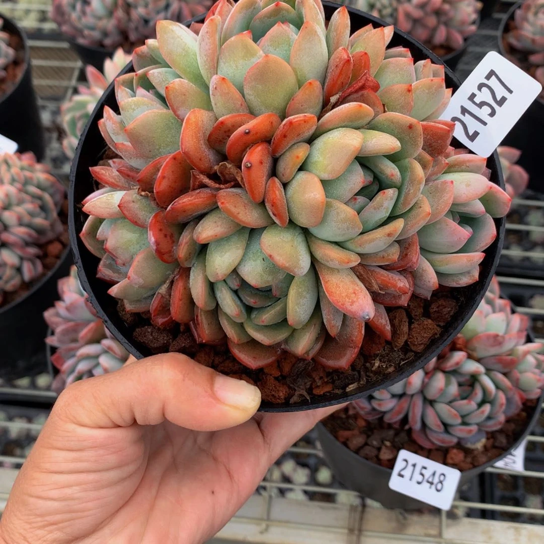 21527多头一哥们一天吃