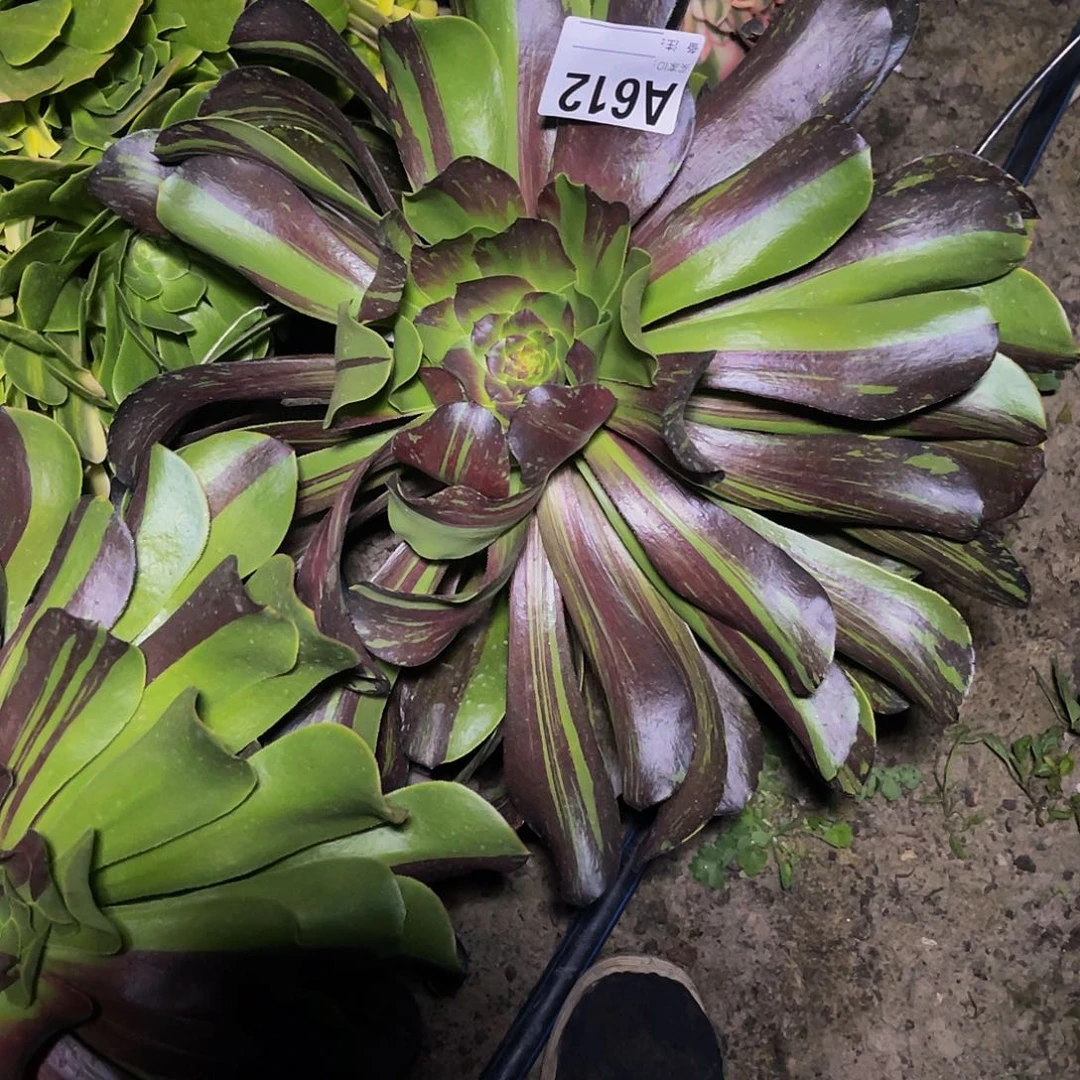 巫毒拉丝26–3包邮法师