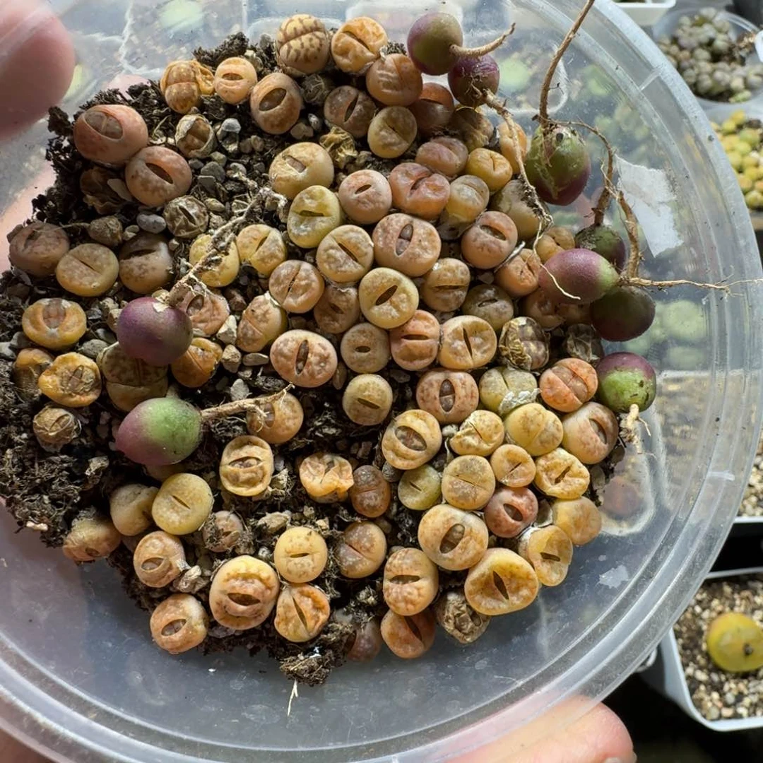 2740。一大盒丽红