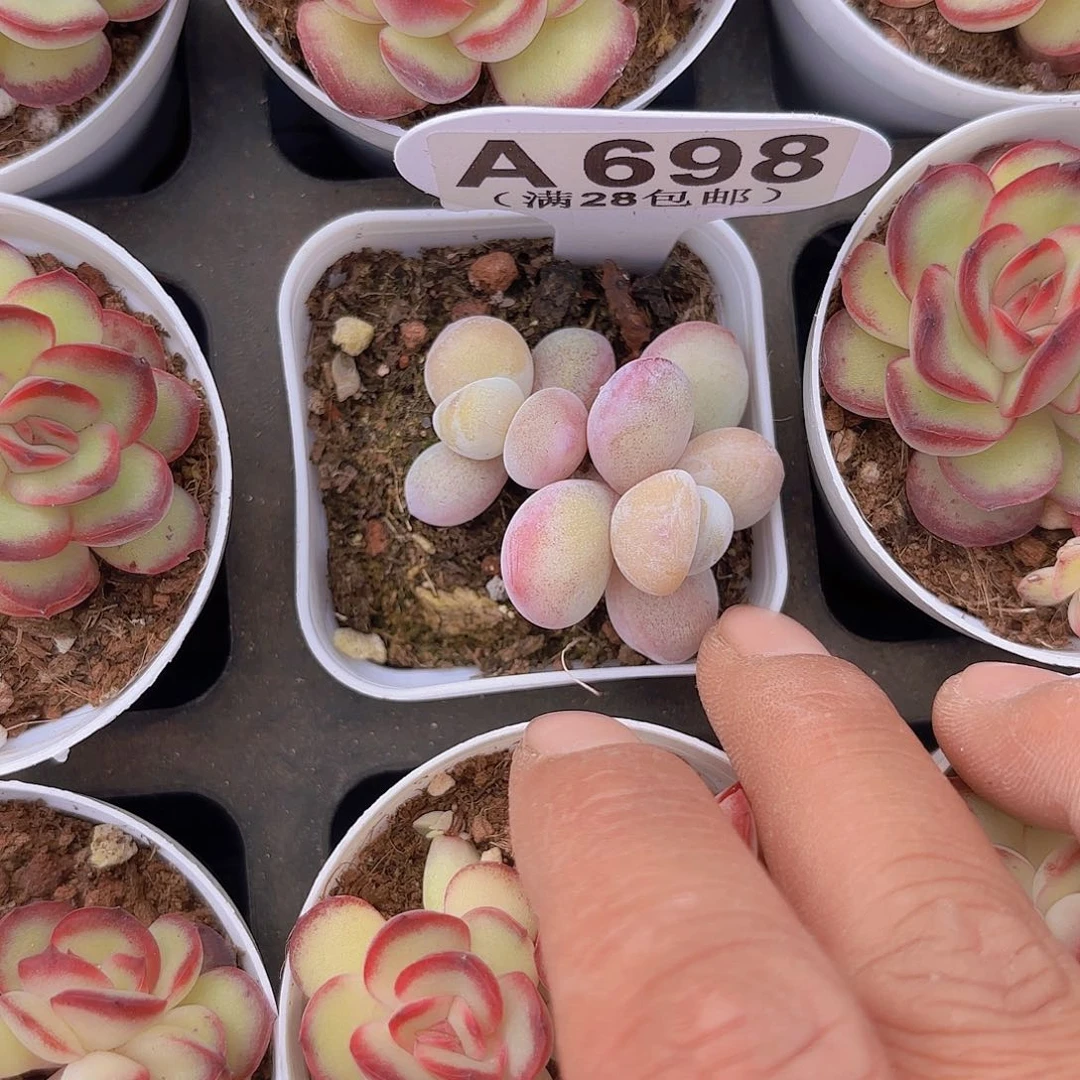 酒****?A698雪美人一物一拍