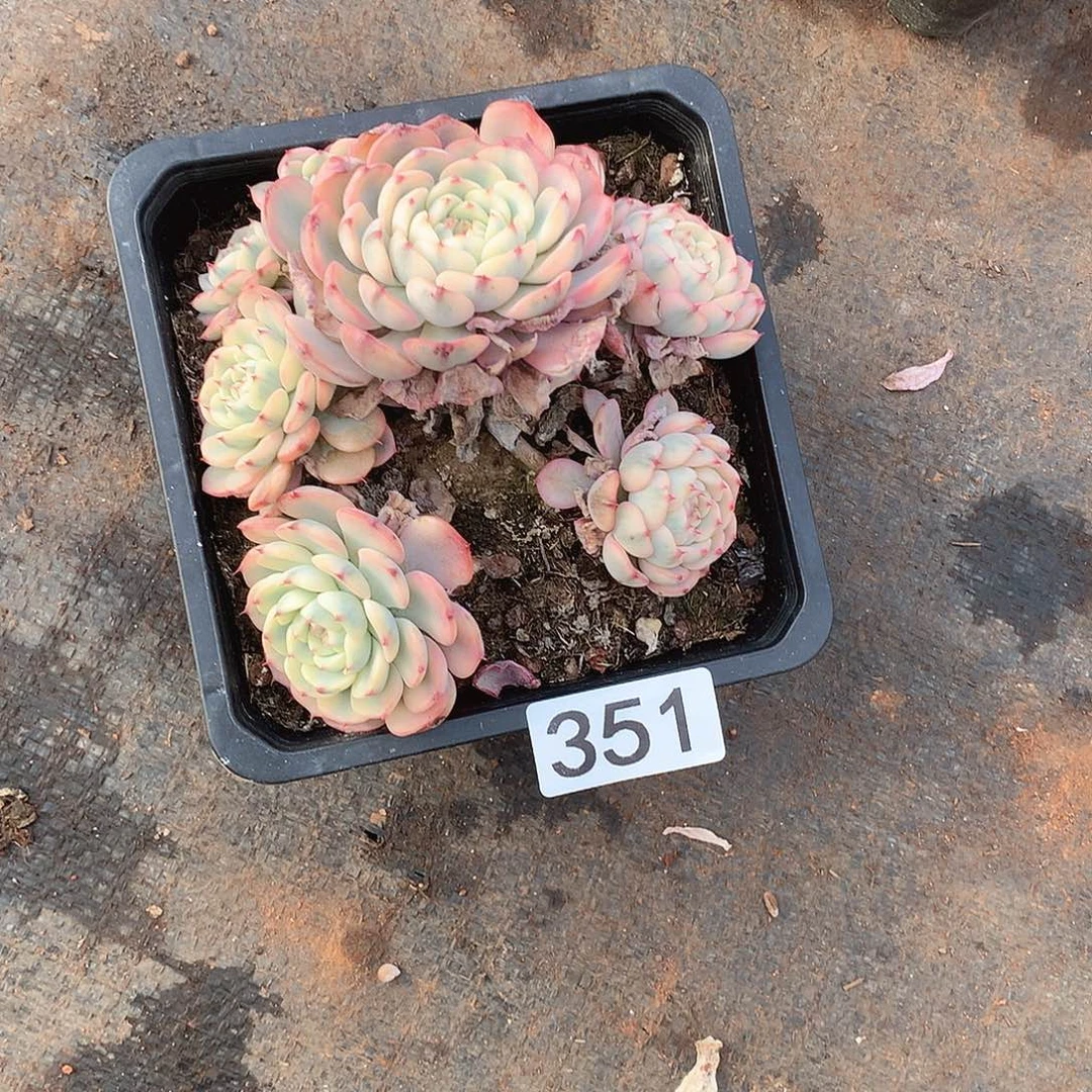 351锦 一物一拍多肉