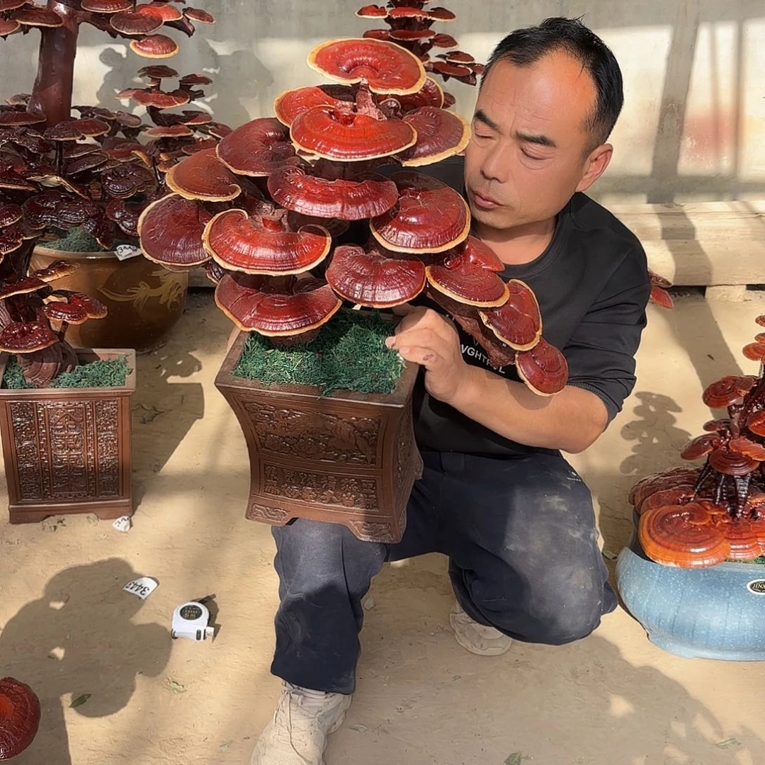 无花朵灵芝是我国著名植物