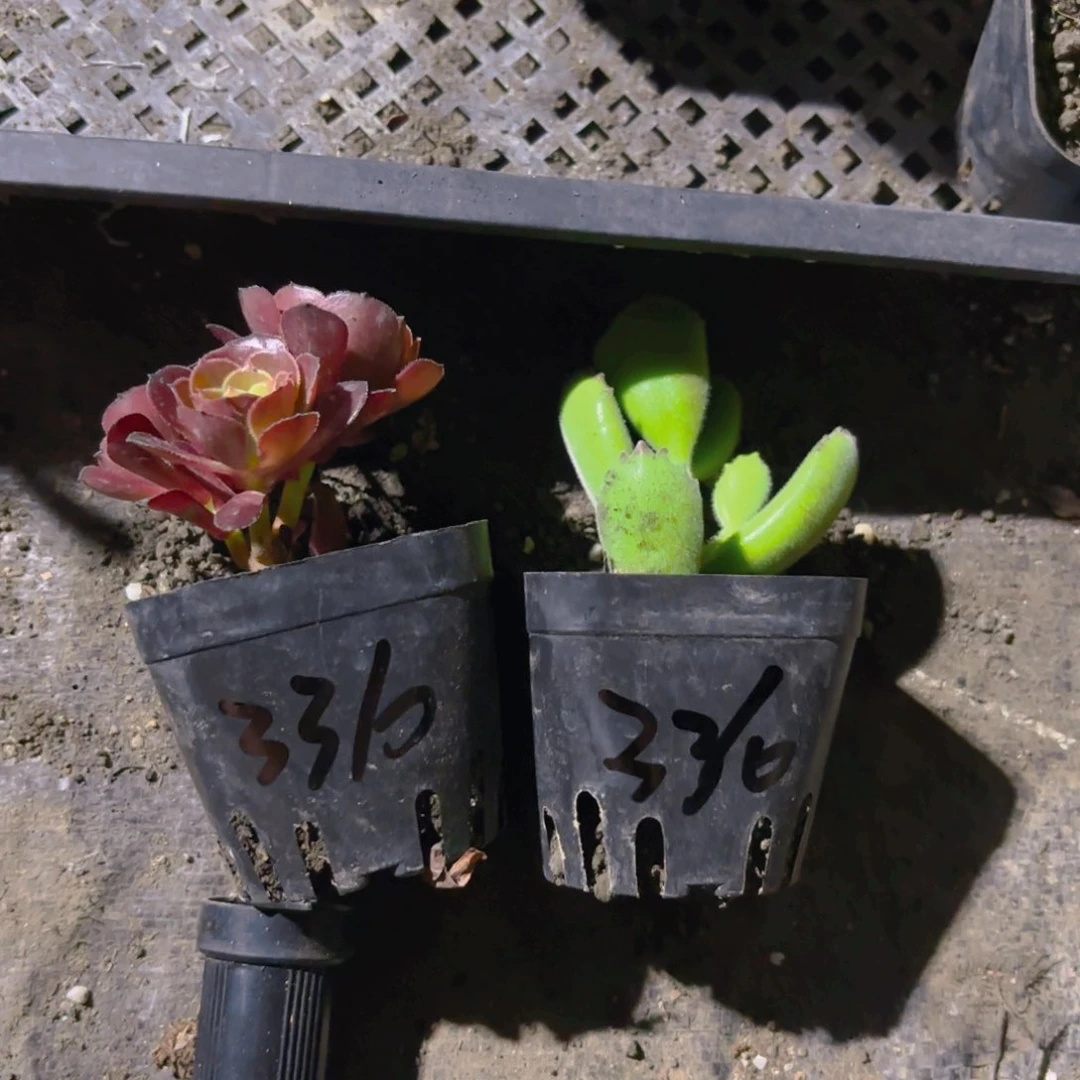用***8两个6cm新疆包邮新疆包邮