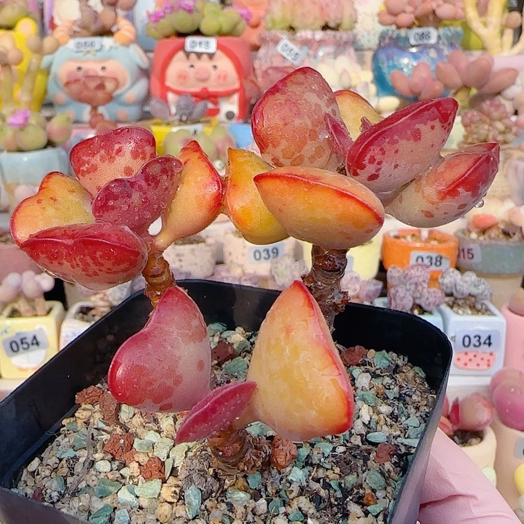 L老桩爱心 盆口6cm