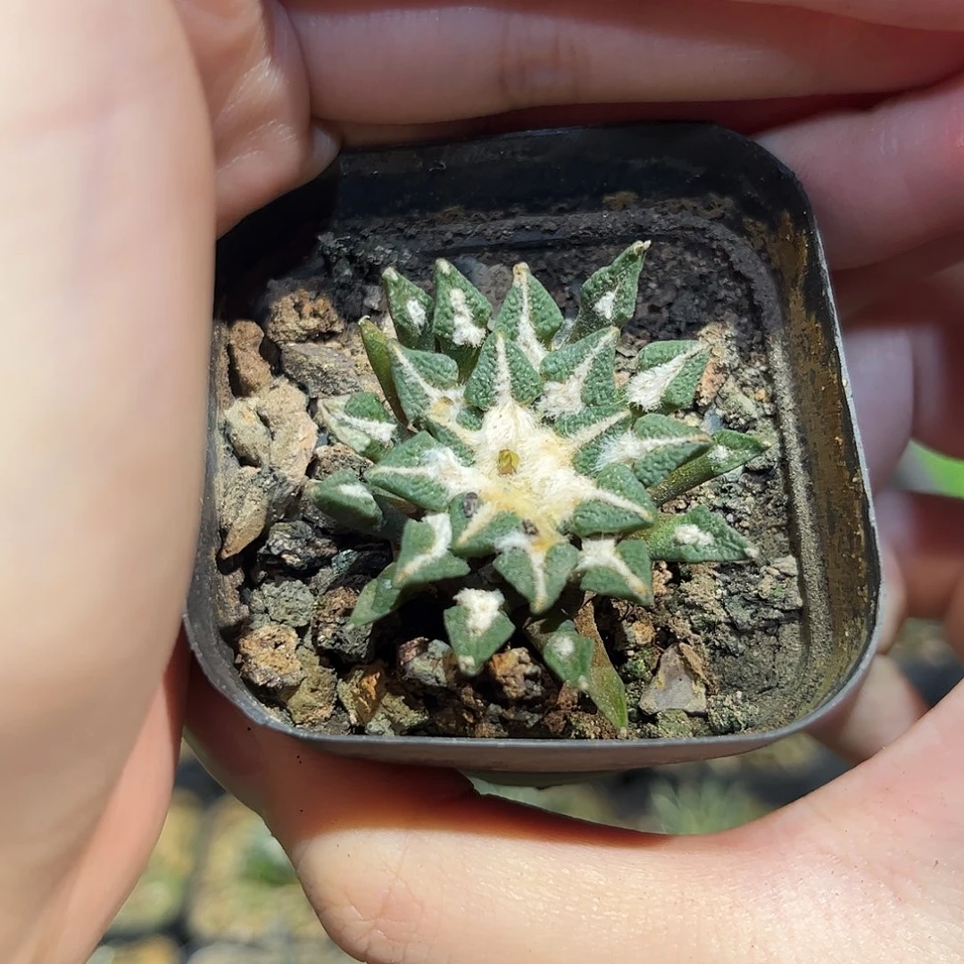 3.5cm实生大黑牡丹萝卜根