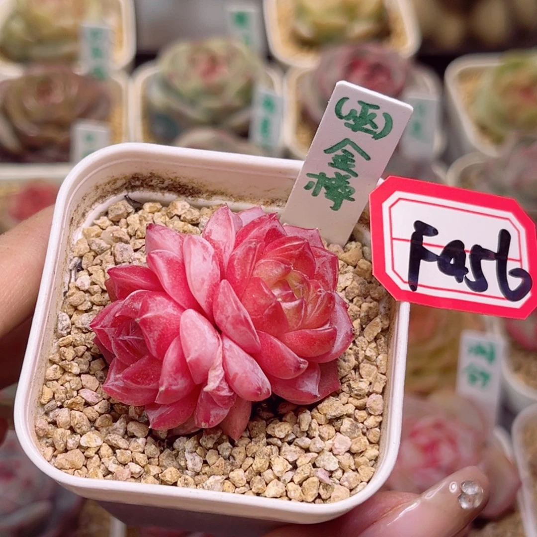 F456 金樽一物一拍