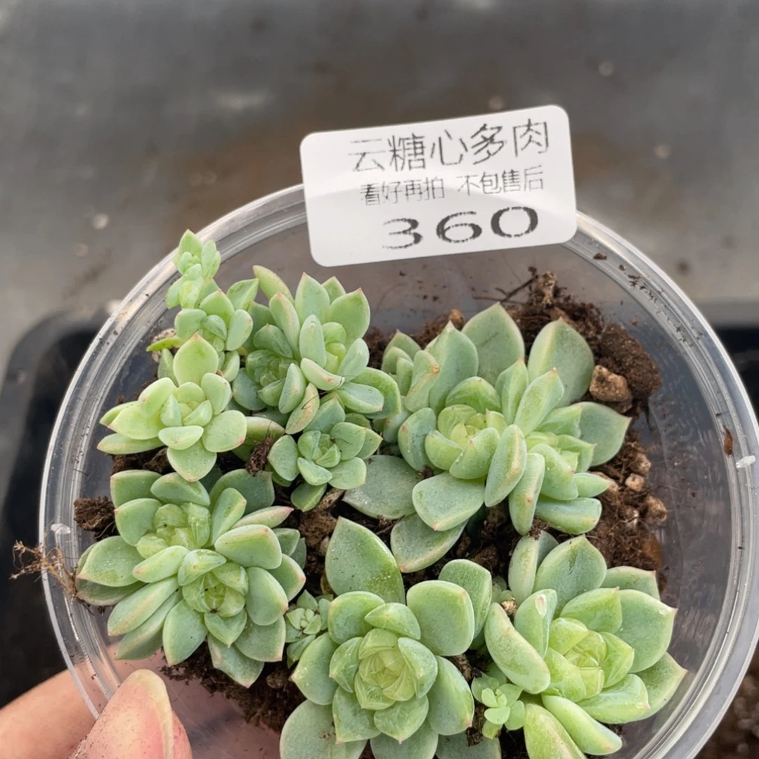 云糖心多肉植物360