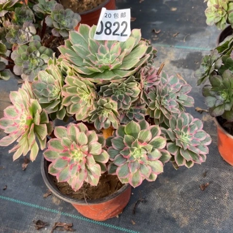 822孔雀翎不包断枝