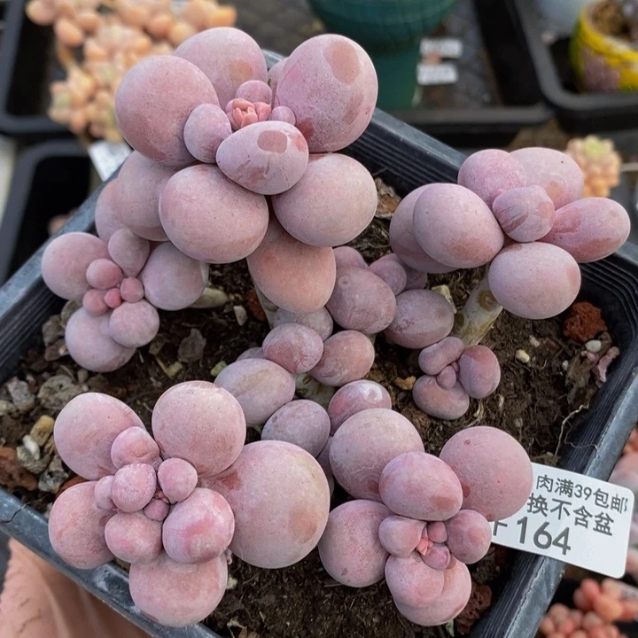 芭比老桩12cm164多肉植物