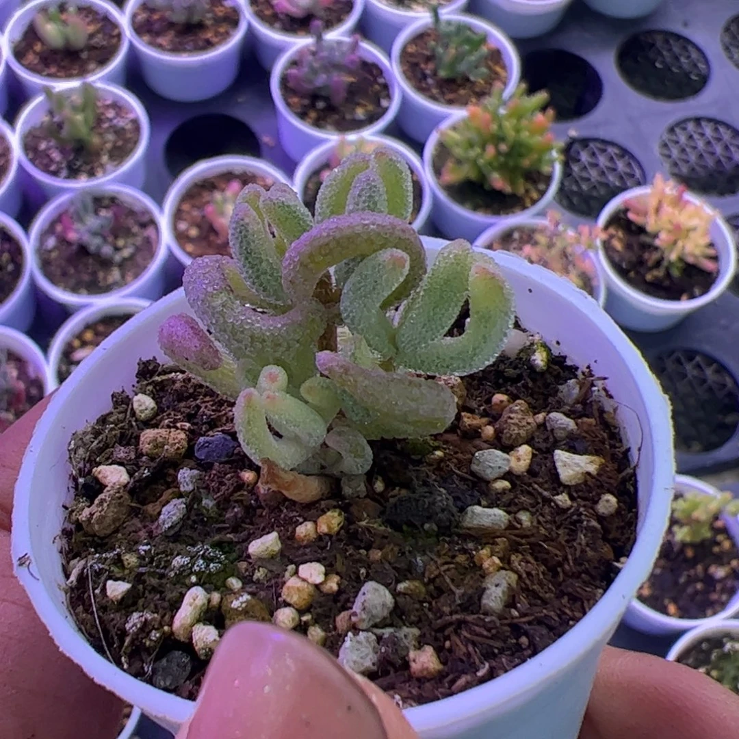 多肉植物枝干超白