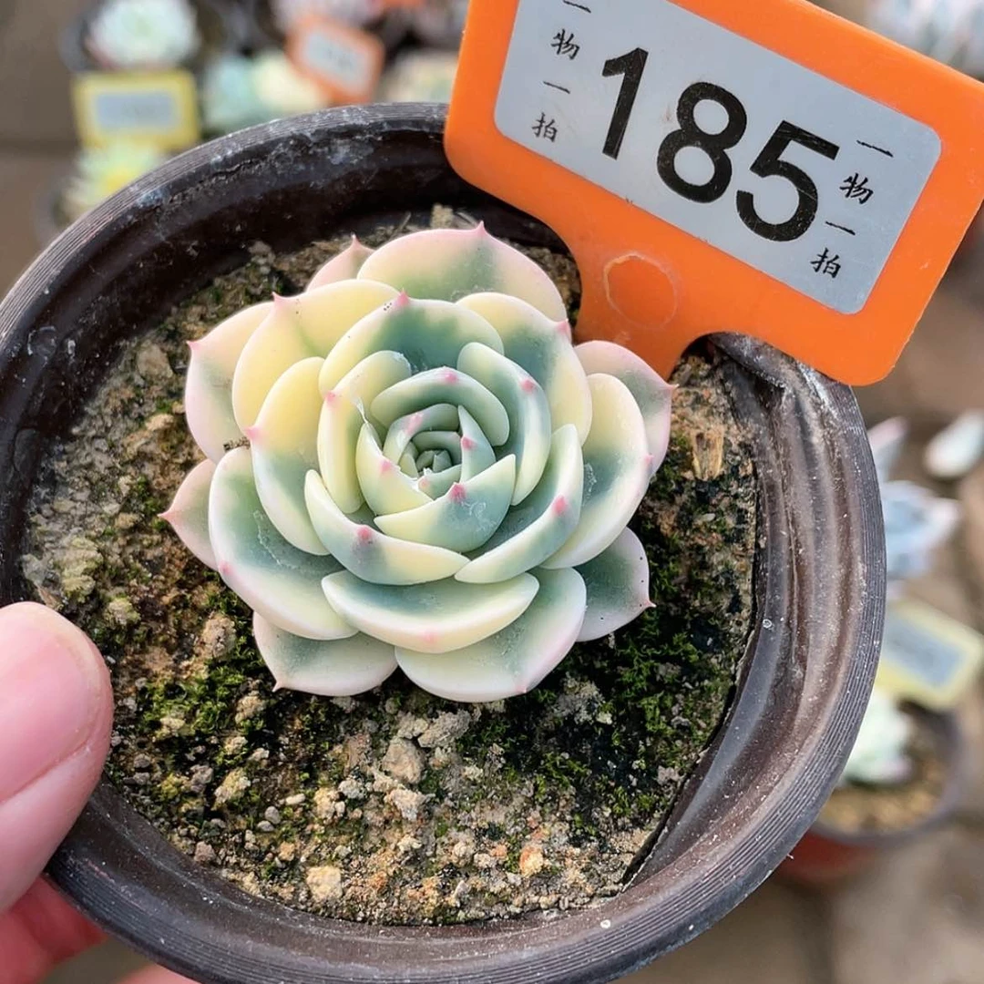 【闪购商品】185号