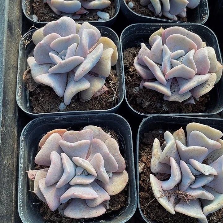 雪精灵2.8带盆土发