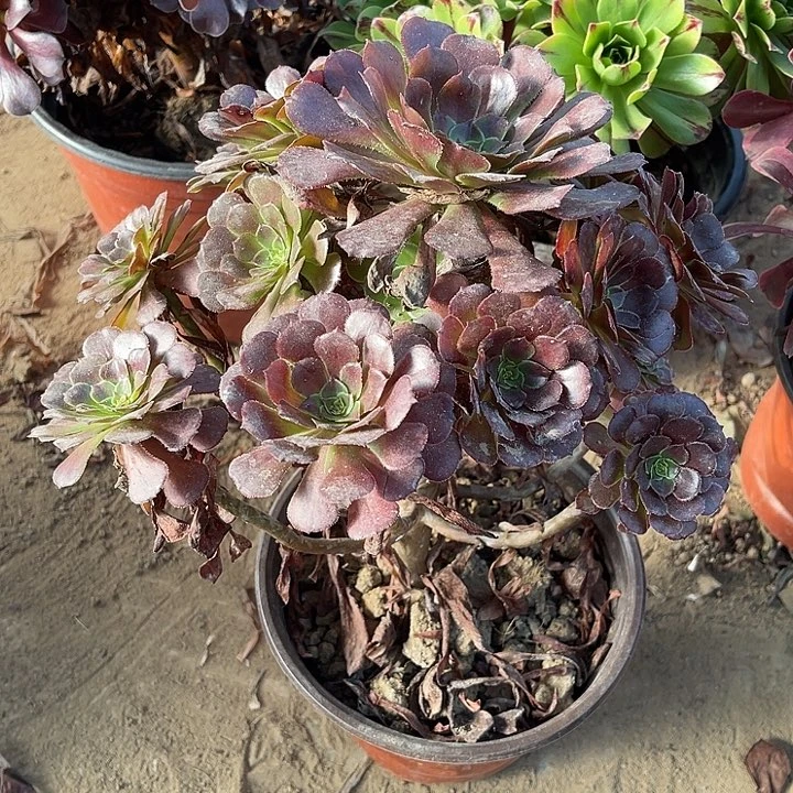 黑暗玫瑰玫瑰玫瑰玫瑰