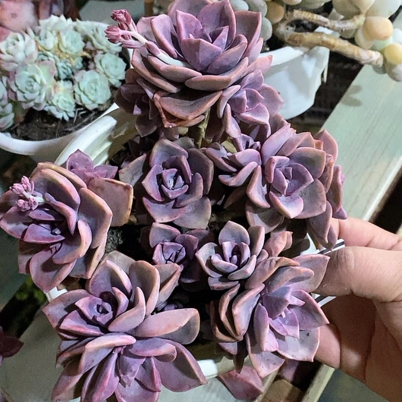 【闪购商品】彩虹糖19147