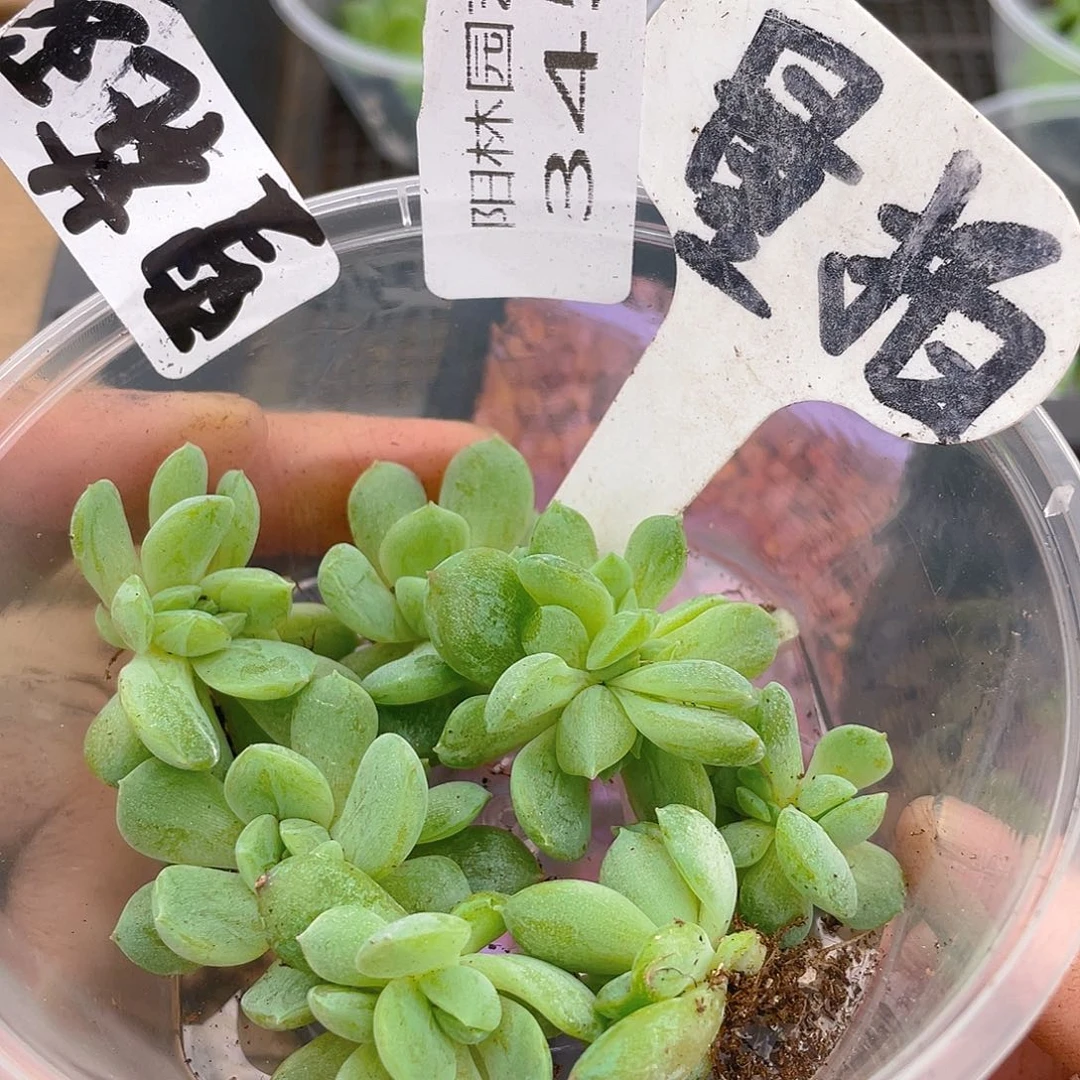 量拍多肉植物多肉植物345
