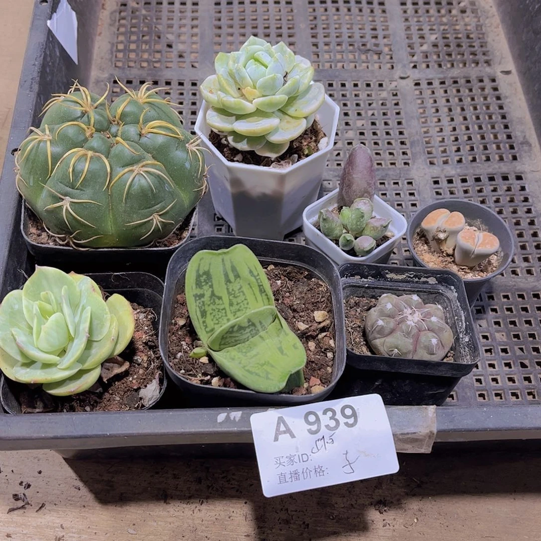 多肉939多肉植物