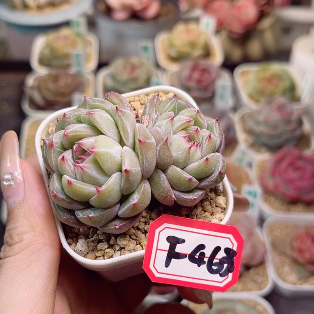 F463雪花珍妮双头一物一拍